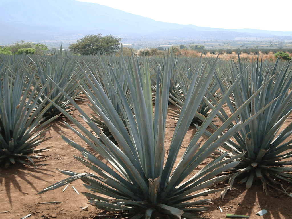 An image of blue agave plants used in making tequila