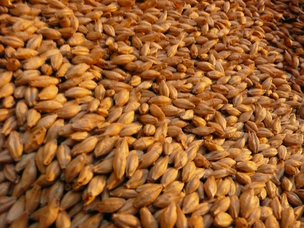 An image of Malted Barley